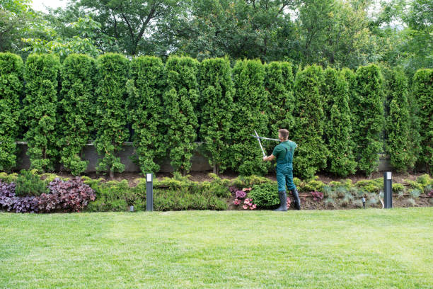 Leaf Removal in Eldorado, TX